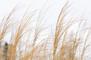 Miscanthus sinensis Malepartus 5L VR