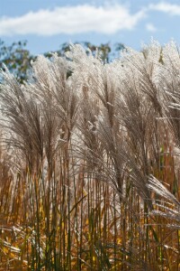 Miscanthus sinensis Malepartus 5L VR