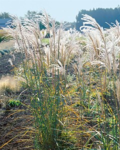 Miscanthus sinensis Malepartus 5L VR