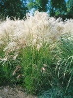 Miscanthus sinensis Malepartus 5L VR