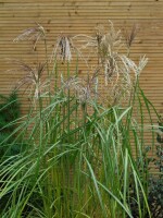 Miscanthus sinensis Malepartus 5L VR