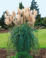 Miscanthus sinensis Malepartus 5L VR