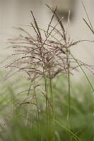 Miscanthus sinensis Malepartus 5L VR