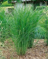 Miscanthus sinensis Malepartus 5L VR