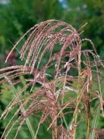 Miscanthus sinensis Malepartus 5L VR