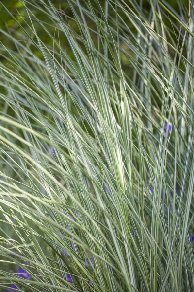 Miscanthus sinensis Morning Light 11 cm Topf - Größe nach Saison