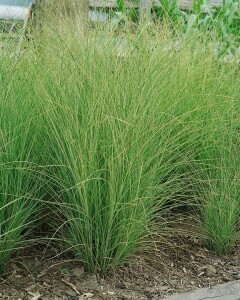 Miscanthus sinensis Morning Light 11 cm Topf - Größe nach Saison