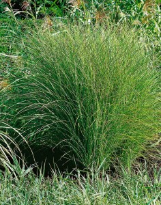 Miscanthus sinensis Morning Light 11 cm Topf - Größe nach Saison