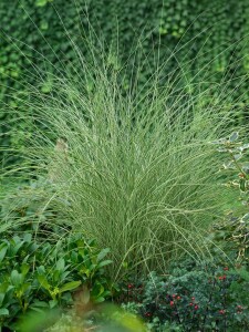 Miscanthus sinensis Morning Light 11 cm Topf - Größe nach Saison