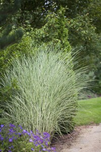 Miscanthus sinensis Morning Light 11 cm Topf - Größe nach Saison