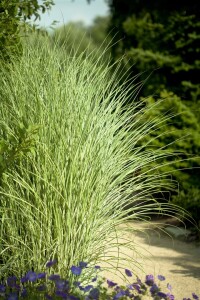 Miscanthus sinensis Morning Light 11 cm Topf - Größe nach Saison