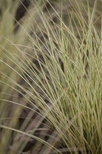 Miscanthus sinensis Morning Light 11 cm Topf - Größe nach Saison