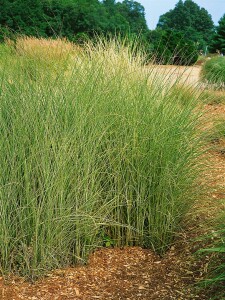 Miscanthus sinensis Morning Light 11 cm Topf - Größe nach Saison