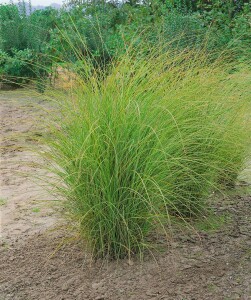 Miscanthus sinensis Morning Light 11 cm Topf - Größe nach Saison