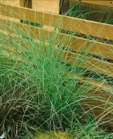 Miscanthus sinensis Morning Light 11 cm Topf - Größe nach Saison