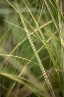 Miscanthus sinensis Morning Light 11 cm Topf - Größe nach Saison