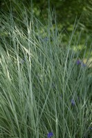 Miscanthus sinensis Morning Light 11 cm Topf - Größe nach Saison