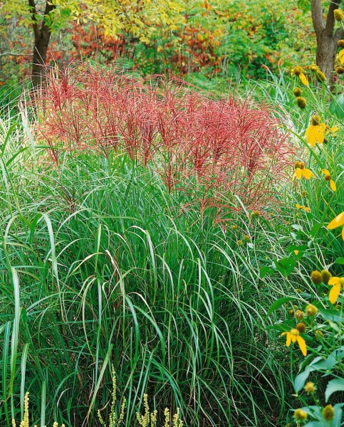 Miscanthus sinensis Red Chief C 5