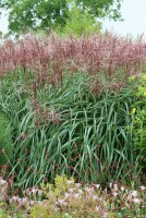 Miscanthus sinensis Rotsilber 11 cm Topf - Größe nach Saison