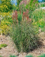 Miscanthus sinensis Rotsilber 11 cm Topf - Größe nach Saison