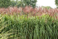 Miscanthus sinensis Rotsilber 11 cm Topf - Größe nach Saison