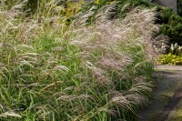 Miscanthus sinensis Rotsilber 11 cm Topf - Größe nach Saison