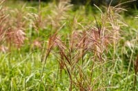 Miscanthus sinensis Rotsilber 11 cm Topf - Größe nach Saison