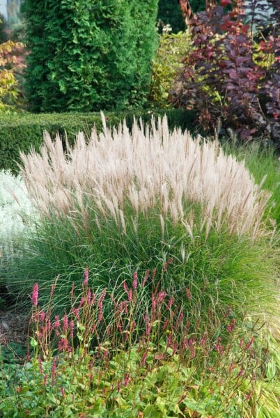 Miscanthus sinensis Sarabande 11 cm Topf - Größe nach Saison