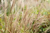 Miscanthus sinensis Sarabande 11 cm Topf - Größe nach Saison