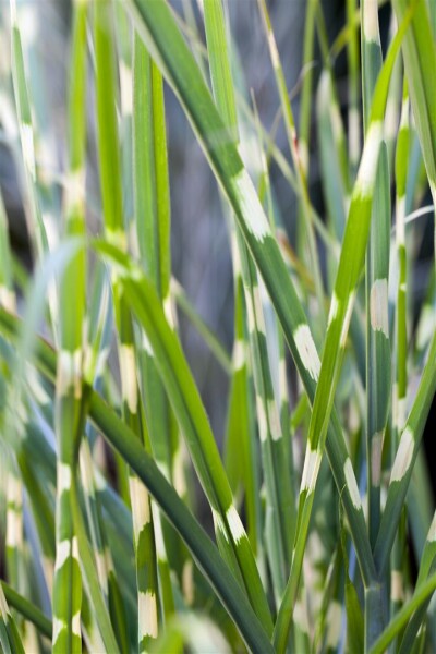 Miscanthus sinensis Strictus 11 cm Topf - Größe nach Saison