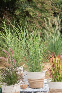 Miscanthus sinensis Strictus 11 cm Topf - Größe nach Saison