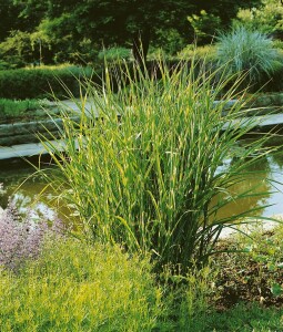 Miscanthus sinensis Strictus 11 cm Topf - Größe nach Saison