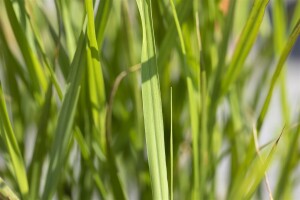 Miscanthus sinensis Strictus 11 cm Topf - Größe nach Saison