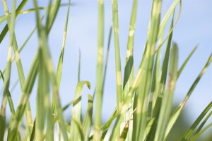 Miscanthus sinensis Strictus 11 cm Topf - Größe nach Saison