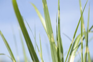 Miscanthus sinensis Strictus 11 cm Topf - Größe nach Saison