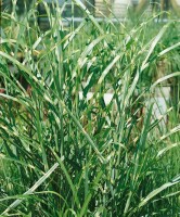 Miscanthus sinensis Strictus 11 cm Topf - Größe nach Saison