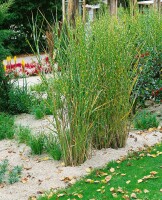 Miscanthus sinensis Strictus 11 cm Topf - Größe nach Saison