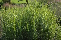 Miscanthus sinensis Strictus 11 cm Topf - Größe nach Saison