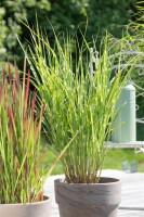 Miscanthus sinensis Strictus 11 cm Topf - Größe nach Saison