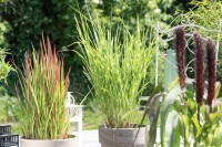 Miscanthus sinensis Strictus 11 cm Topf - Größe nach Saison