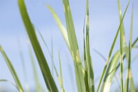 Miscanthus sinensis Strictus 11 cm Topf - Größe nach Saison