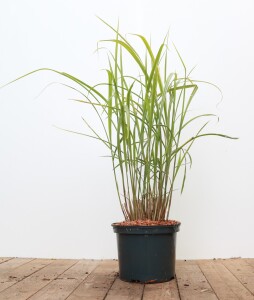 Miscanthus sinensis Variegatus 5L VR