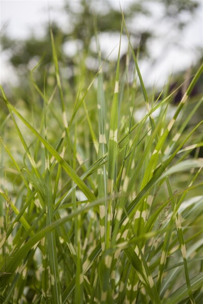 Miscanthus sinensis Zebrinus 11 cm Topf - Größe nach Saison