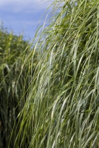 Miscanthus sinensis Zebrinus 11 cm Topf - Größe nach Saison