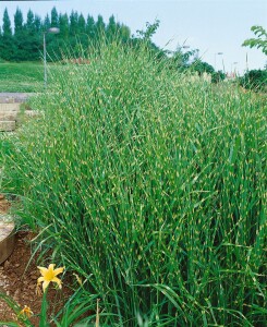 Miscanthus sinensis Zebrinus 11 cm Topf - Größe nach Saison