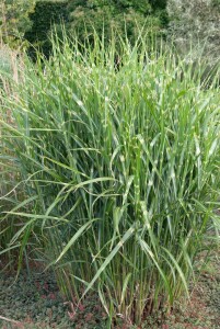 Miscanthus sinensis Zebrinus 11 cm Topf - Größe nach Saison