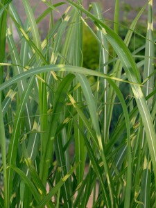 Miscanthus sinensis Zebrinus 11 cm Topf - Größe nach Saison