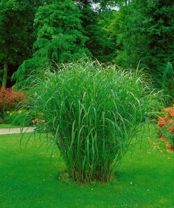 Miscanthus sinensis Zebrinus 11 cm Topf - Größe nach Saison