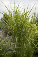 Miscanthus sinensis Zebrinus 11 cm Topf - Größe nach Saison