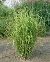 Miscanthus sinensis Zebrinus 11 cm Topf - Größe nach Saison